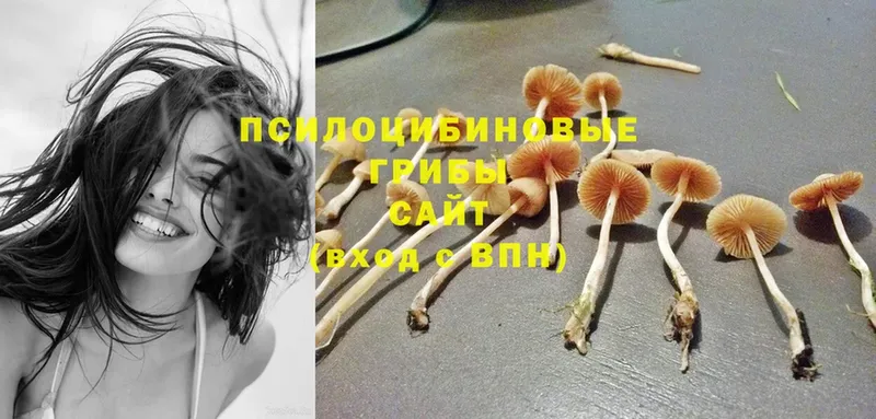 Галлюциногенные грибы GOLDEN TEACHER  Кореновск 